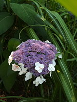 Hortensia de Virginie (Hydrangea arborescens)